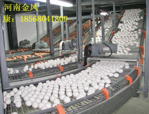 河南金凤牧业 以自动化设备与层叠式蛋鸡笼，引领现代化养殖新风尚