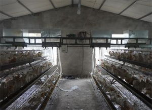 德州羽王鸽业 肉鸽自动喂料机高清图片与畜牧机械制造新标杆